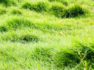 Vente terrain 1024 m² à Saint-Georges-des-Groseillers (61100)  35 000 €