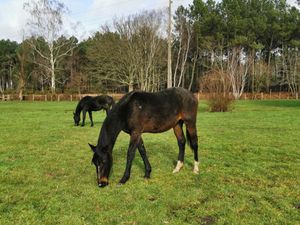 Propriété Equestre Moncé En Belin - pièces 150m2 piscine et dépendances