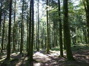 Vente Terrain à Mernel (35330) : à vendre / 24650m² Mernel