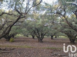 Terrain 35260 m² Le Bosc