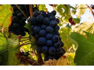 Parcelle de vigne Aoc à vendre à Châteaumeillant Investissement viticole et passion du...