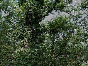 Terrain à vendre à Montastruc de 4877 m²  non constructible avec une palombière