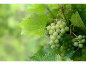 Local commercial à vendre