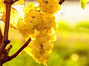 Annonce vente terrain 1 pièce de 25m2 à Sauternes (33210) - ParuVendu.fr ref 992782141637