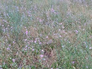 Vente terrain 368 m² à Corbère-les-Cabanes (66130)  98 000 €