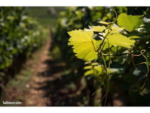 Terrain 1 124 m² Le Temple