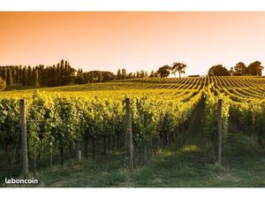 Terrain 1 025 m² Le Temple