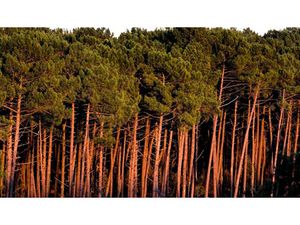 Vente terrain 510 m² à Labenne (40530)  260 000 €