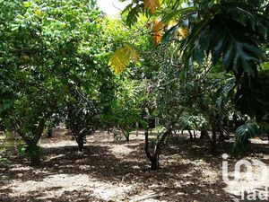 Vente terrain 400 m² à Ravine Des Cabris (97432)  160 000 €