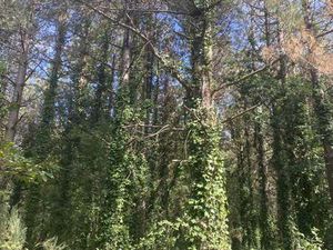 Vente Terrain à Saint-Gervais (85230) : à vendre / Saint-Gervais