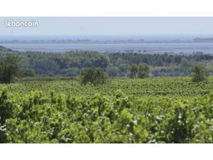 Vente terrain 210 m² à Pinet (34850)  93 000 €