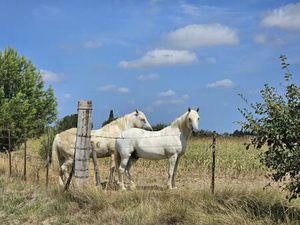 Terrain champêtre/forestier à vendre
