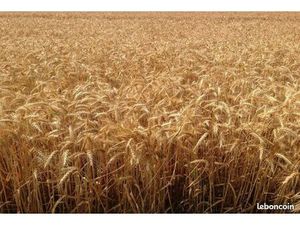 Bien agricole Levroux