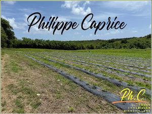 Vente terrain 2000 m² à Le vauclin (97280)  268 000 €