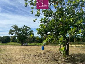 À louer - Terrain 1986m2 Divisible - Perrin - CHU Guadeloupe