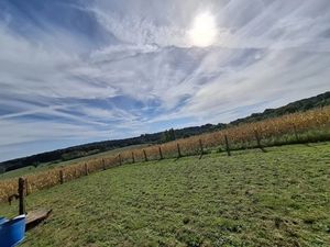 Vente terrain 11450 m² à Sainte-Sabine-sur-Longève (72380)  NaN €