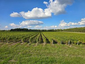 Vente terrain 188525 m² à Fontguenand (36600)  470 750 €