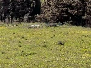 Terrain 5 614 m² Maraussan