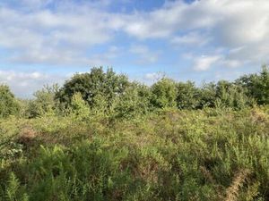 Vente terrain 17620m2 Villelongue-dels-Monts 66740 - 19100 € - Surface Privée