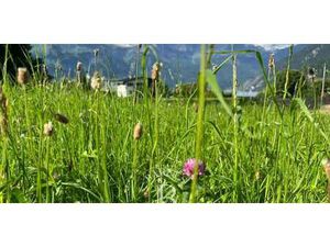 Terrain avec vue panoramique Saint-Gervais-les-Bains (74)