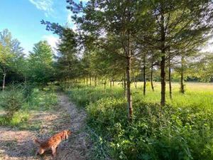 LOT 1 - Parcelle de terrain boisée