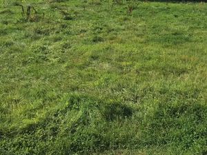 Vente terrain 679 m² à Bellou-en-Houlme (61220)  15 000 €