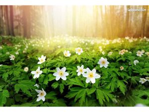 Vente terrain 676 m² à Bénesse-Maremne (40230)  249 000 €