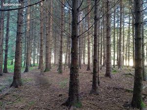 2 parcelles boisées – Saint-Alyre-d’Arlanc (Puy-de-Dôme  63) – 1 762 ha