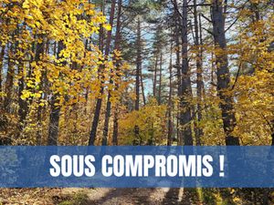 Caussols : forêt de plus de 5 hectares