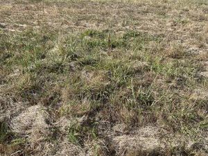 SAINT ANDRE DE CUBZAC