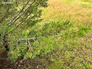 Terrain constructible viabilisé à vendre