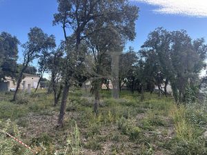 Achat Terrain 784m² CHATEAUNEUF DU PAPE 84230