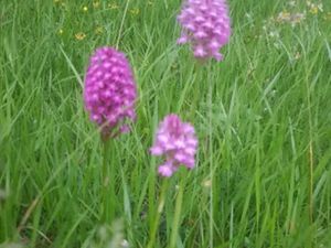 Vente terrain 570 m² à Pîtres (27590)  45 000 €