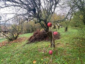 Belle parcelle constructible