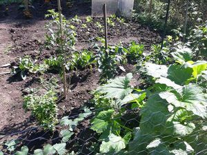 Location jardin potager