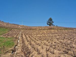 Vignes
