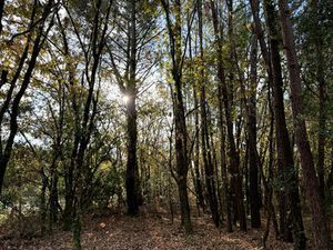 En lisière de forêt  terrain viabilisé