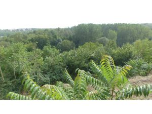 Terrain à vendre AVAILLES THOUARSAIS 744m2 4 500€