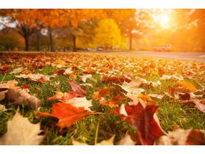 Vente terrain 1042 m² à Haute-Goulaine (44115)  190 000 €