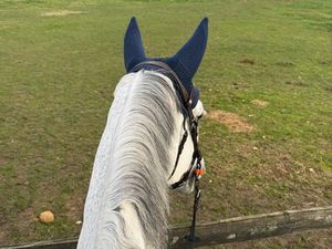 Recherche propriété équestre à louer