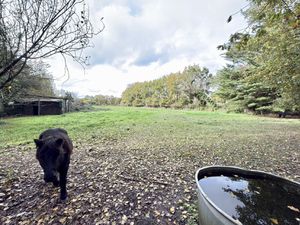 Achat Terrain 8 570m² ST COLOMBAN 44310