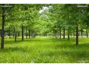 Terrain animaux / jardin