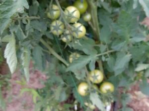 Recherche d un terrain à loisir a louer