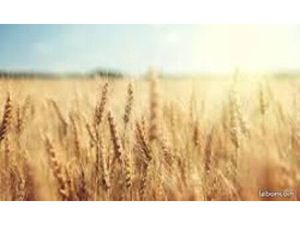 Bien agricole 390000 m² Diors