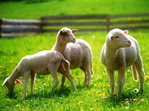 Cherche Terrain agneaux