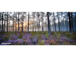 Terrain 504 m² Saint Paul En Born