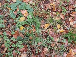 Terrain 15 ares constructible