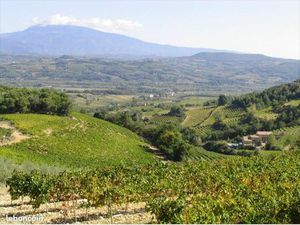 Parcelles Vignes Bio – Cru Vinsobres – env 5 ha