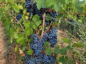 Exploitation viticole 6 2 ha – Pézenas / Saint‑Thibéry – bonnes terres de plaine