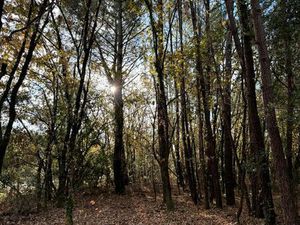 Terrain 780 m² LEGE CAP FERRET